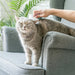 Self-Cleaning Easy-to-Use Gentle Pet Grooming Brush_7