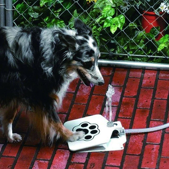 Cat and Dogs Step on Drinking Water Dispenser_1