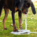 Cat and Dogs Step on Drinking Water Dispenser_3