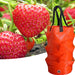 2/4 Pack 3L Hanging Strawberry Planter Aerial Gardening Grow Bag_13